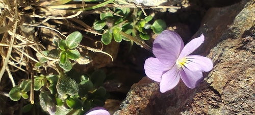Viola crassiuscula, photograph 3