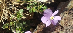 Viola crassiuscula, photograph (c) Santiago Martín-Bravo, some rights reserved (CC BY)