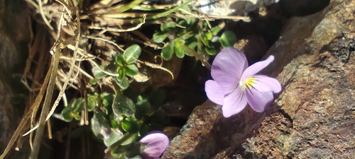 Viola crassiuscula, photograph 4