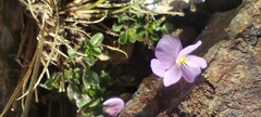 Viola crassiuscula, photograph (c) Santiago Martín-Bravo, some rights reserved (CC BY)
