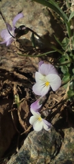 Viola crassiuscula, photograph (c) Santiago Martín-Bravo, some rights reserved (CC BY)