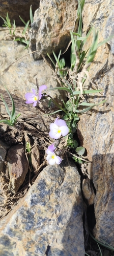 Viola crassiuscula, photograph 6