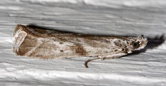 Diviana eudoreella