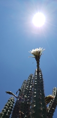 Trichocereeae