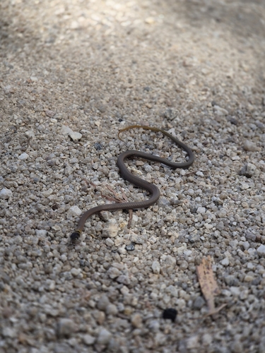 Collared Whipsnake