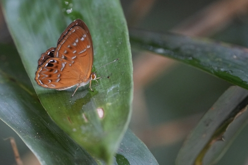 White-spotted Judy