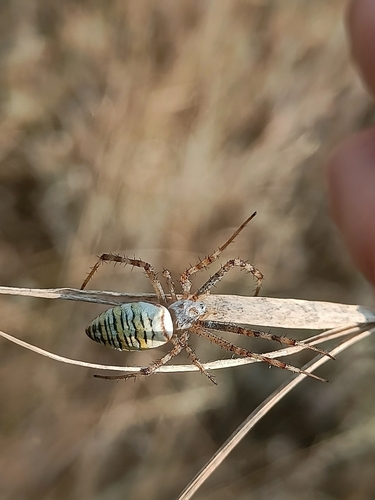 Wasp Spider