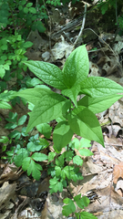 Hybanthus concolor