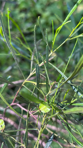 Dodonaea viscosa observed 2026-07-18