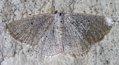 Lomographa glomeraria