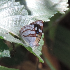 Dynamine tithia tithia