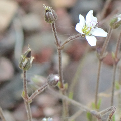 Sabulina rubella, photograph (c) Fyodor Pudovikov, some rights reserved (CC BY)