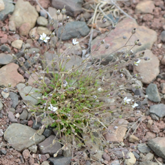 Sabulina rubella, photograph (c) Fyodor Pudovikov, some rights reserved (CC BY)