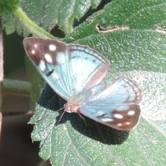 Dynamine tithia tithia