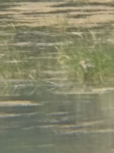 Purple Heron