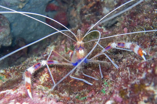 Stenopus