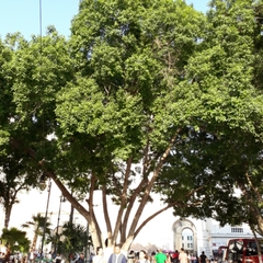 Ficus