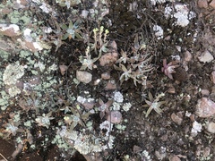 Dudleya verityi