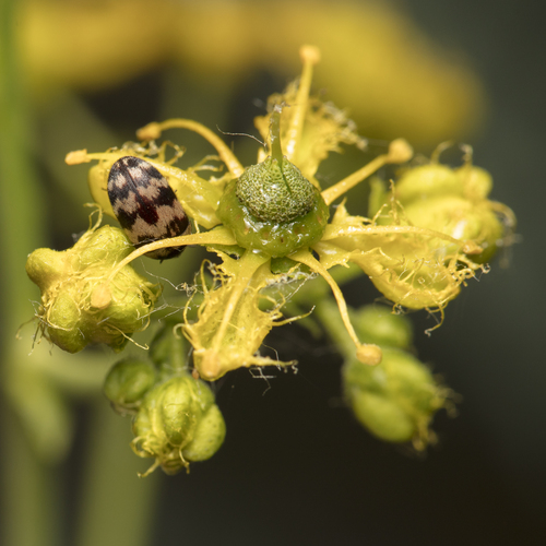 Ruta angustifolia, photograph 6