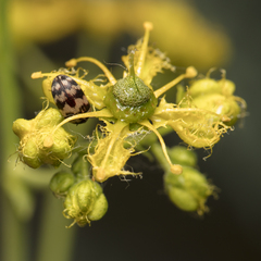Ruta angustifolia, photograph (c) Tim Johnson, some rights reserved (CC BY)