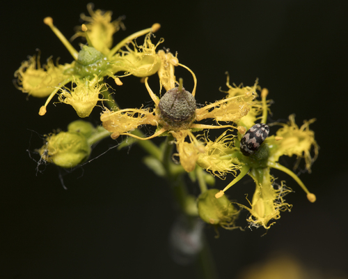 Ruta angustifolia, photograph 5