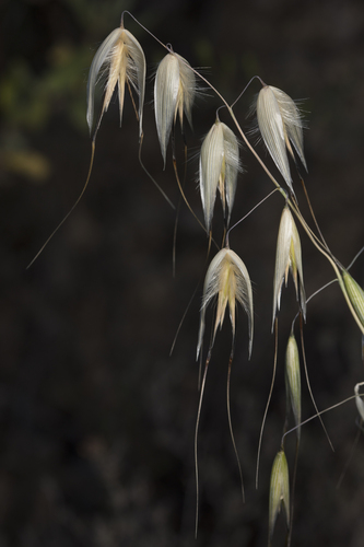 Avena sterilis, photograph 4