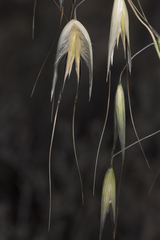 Avena sterilis, photograph (c) Tim Johnson, some rights reserved (CC BY)