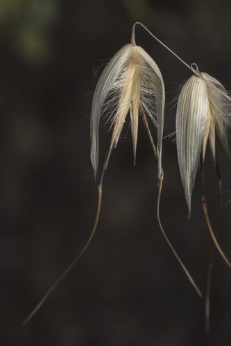 Avena sterilis, photograph 2