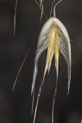 Avena sterilis, photograph 1
