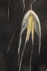 Avena sterilis, photograph (c) Tim Johnson, some rights reserved (CC BY)