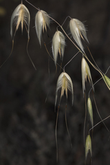 Avena sterilis, photograph (c) Tim Johnson, some rights reserved (CC BY)