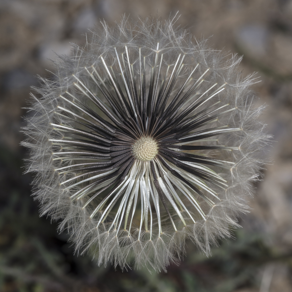 Urospermum dalechampii; photograph (c) Tim Johnson, some rights reserved (CC BY)