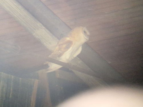 Western Barn Owl observed by lucaboscain