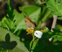 Brephidium pseudofea