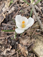 Crocus