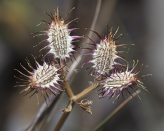 Orlaya daucoides