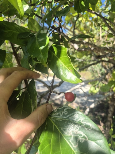 Salacia chinensis observed 2026-07-18