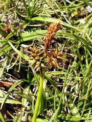 Carex lepidocarpa, photograph (c) Santiago Martín-Bravo, some rights reserved (CC BY)