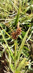 Carex lepidocarpa, photograph (c) Santiago Martín-Bravo, some rights reserved (CC BY)