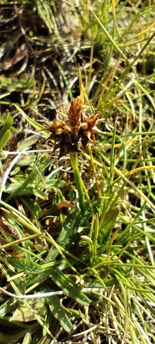 Carex lepidocarpa, photograph 4
