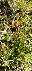 Carex lepidocarpa, photograph (c) Santiago Martín-Bravo, some rights reserved (CC BY)