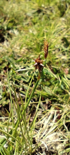 Carex lepidocarpa, photograph 5