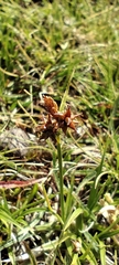 Carex lepidocarpa, photograph (c) Santiago Martín-Bravo, some rights reserved (CC BY)
