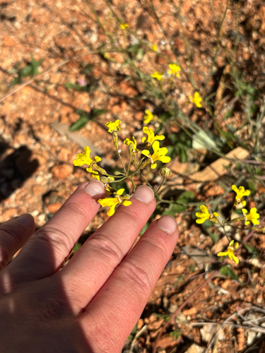 Goodenia microptera