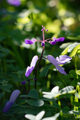 Plectranthus saccatus