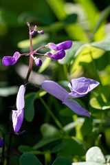 Plectranthus saccatus