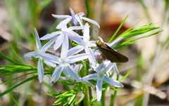 Amsonia ciliata