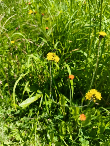 Pilosella floribunda, 2026-07-18