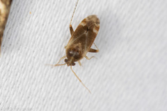 Hamatophylus guttulosus