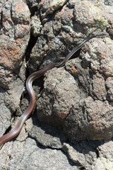 Masticophis taeniatus girardi